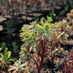 Pryšec hnědokvětý 'Silver Edge' - Euphorbia characias 'Silver Edge'