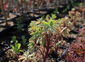 Pryšec hnědokvětý 'Silver Edge' - Euphorbia characias 'Silver Edge'