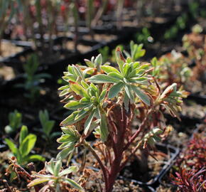 Pryšec hnědokvětý 'Silver Edge' - Euphorbia characias 'Silver Edge'