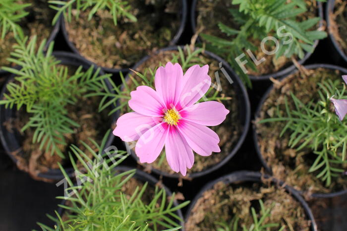 Krásenka zpeřená 'Cosmini Pink' - Cosmos bipinnatus 'Cosmini Pink'