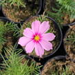 Krásenka zpeřená 'Cosmini Pink' - Cosmos bipinnatus 'Cosmini Pink'
