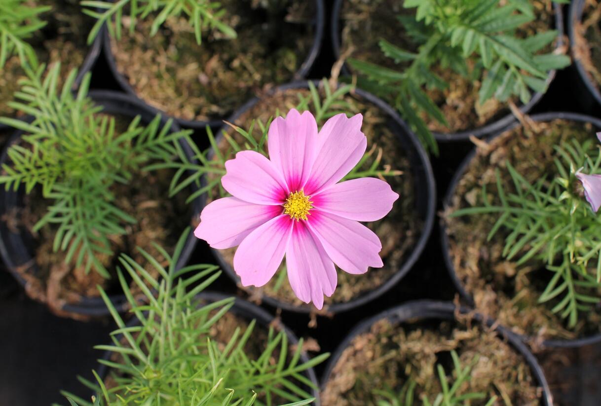 Krásenka zpeřená 'Cosmini Pink' - Cosmos bipinnatus 'Cosmini Pink'
