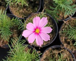Krásenka zpeřená 'Cosmini Pink'