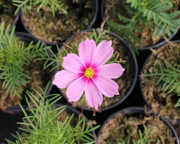 Krásenka zpeřená 'Cosmini Pink'