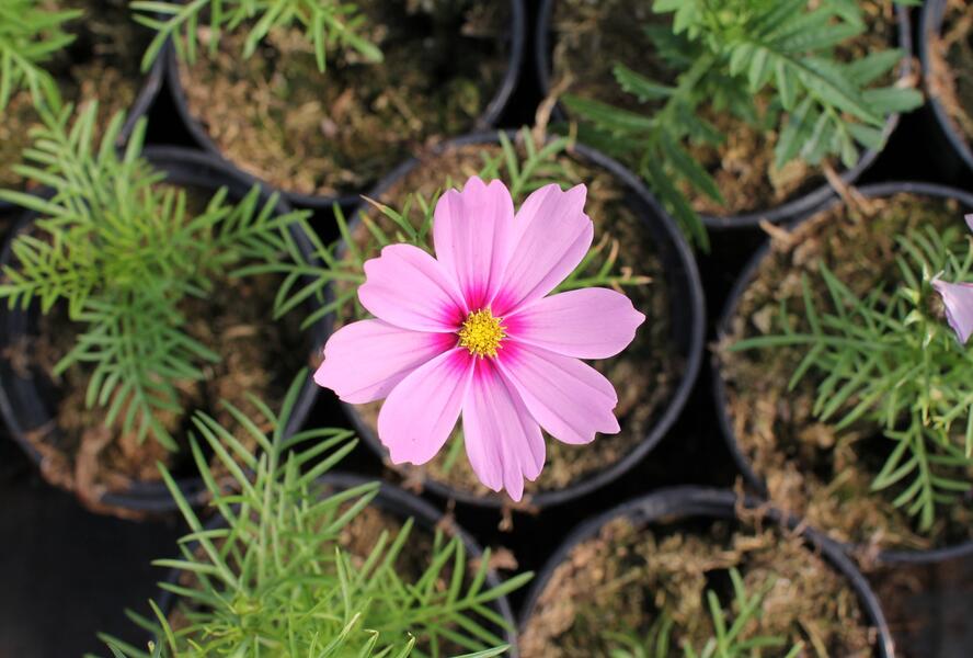 Krásenka zpeřená 'Cosmini Pink' - Cosmos bipinnatus 'Cosmini Pink'