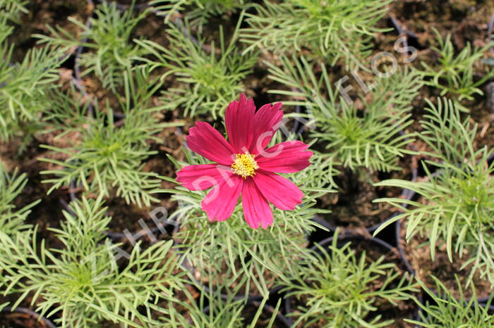 Krásenka zpeřená 'Cosmini Red' - Cosmos bipinnatus 'Cosmini Red'