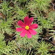 Krásenka zpeřená 'Cosmini Red' - Cosmos bipinnatus 'Cosmini Red'