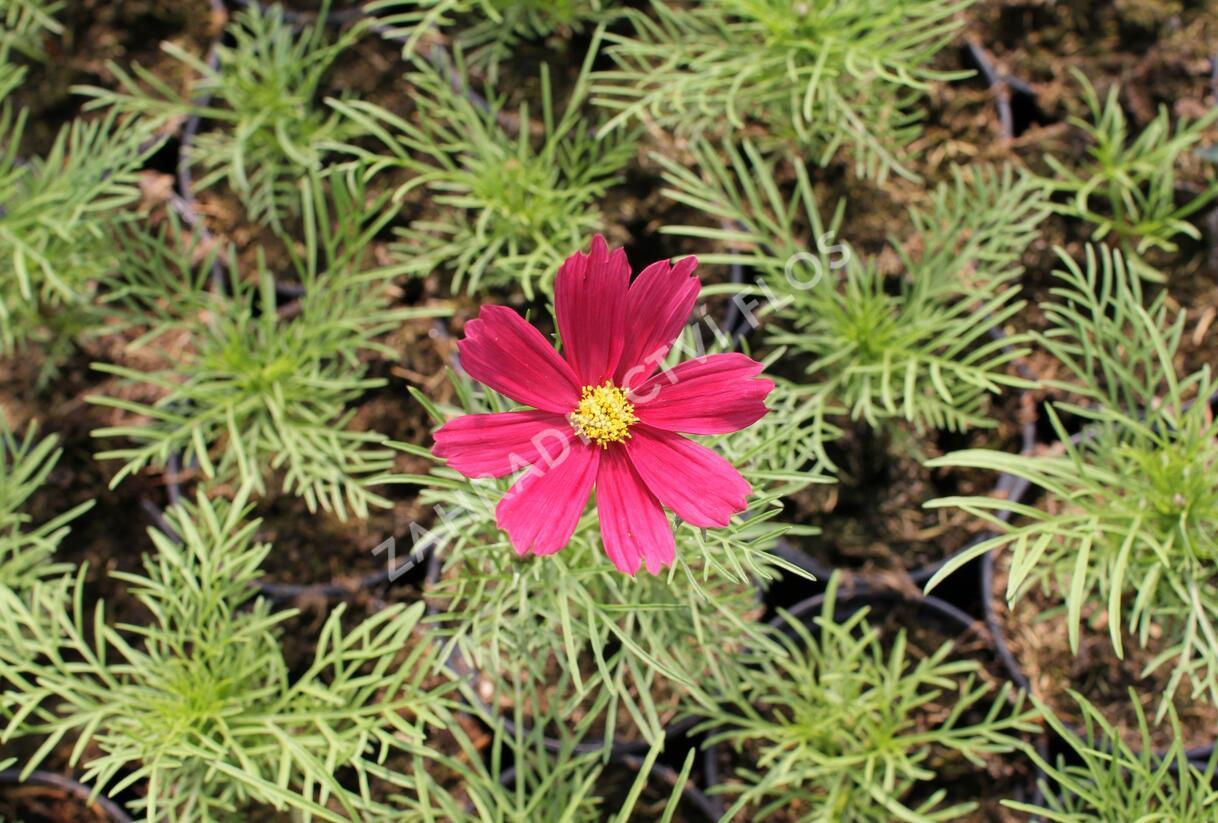 Krásenka zpeřená 'Cosmini Red' - Cosmos bipinnatus 'Cosmini Red'