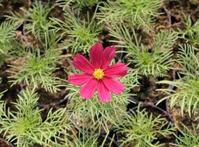 Krásenka zpeřená 'Cosmini Red' - Cosmos bipinnatus 'Cosmini Red'