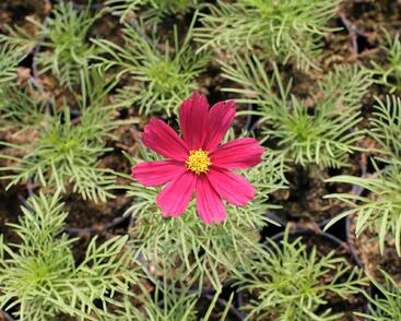 Krásenka zpeřená 'Cosmini Red'