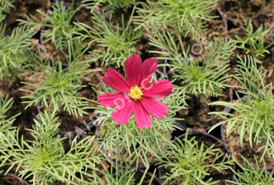 Krásenka zpeřená 'Cosmini Red' - Cosmos bipinnatus 'Cosmini Red'