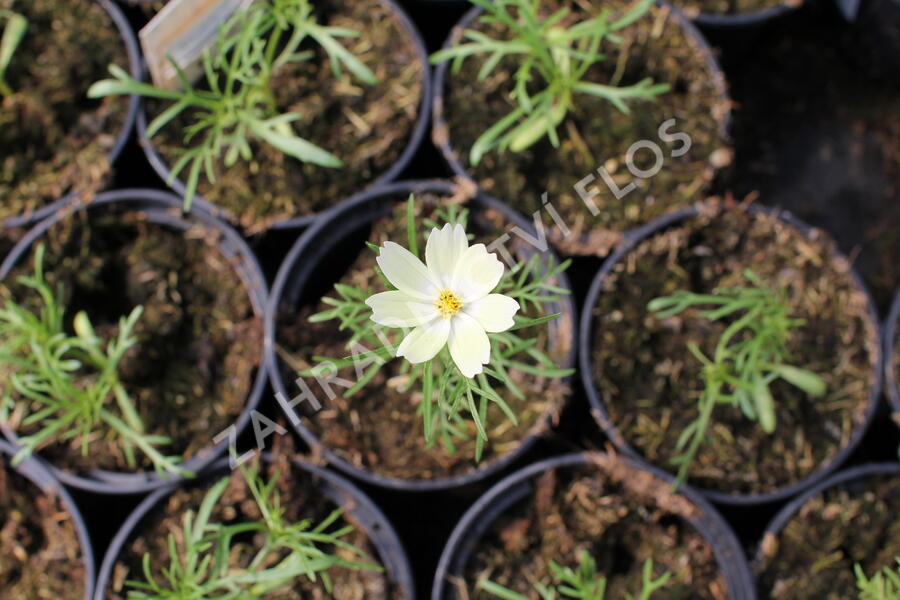 Krásenka zpeřená 'Xanthos' - Cosmos bipinnatus 'Xanthos'