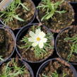 Krásenka zpeřená 'Xanthos' - Cosmos bipinnatus 'Xanthos'