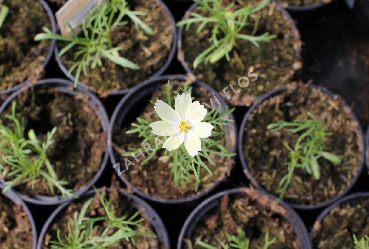 Krásenka zpeřená 'Xanthos' - Cosmos bipinnatus 'Xanthos'