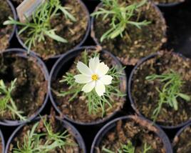Krásenka zpeřená 'Xanthos'