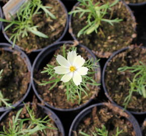 Krásenka zpeřená 'Xanthos' - Cosmos bipinnatus 'Xanthos'