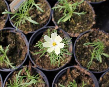 Krásenka zpeřená 'Xanthos'