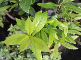 Vavřín vznešený - Laurus nobilis