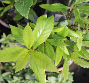 Vavřín vznešený - Laurus nobilis