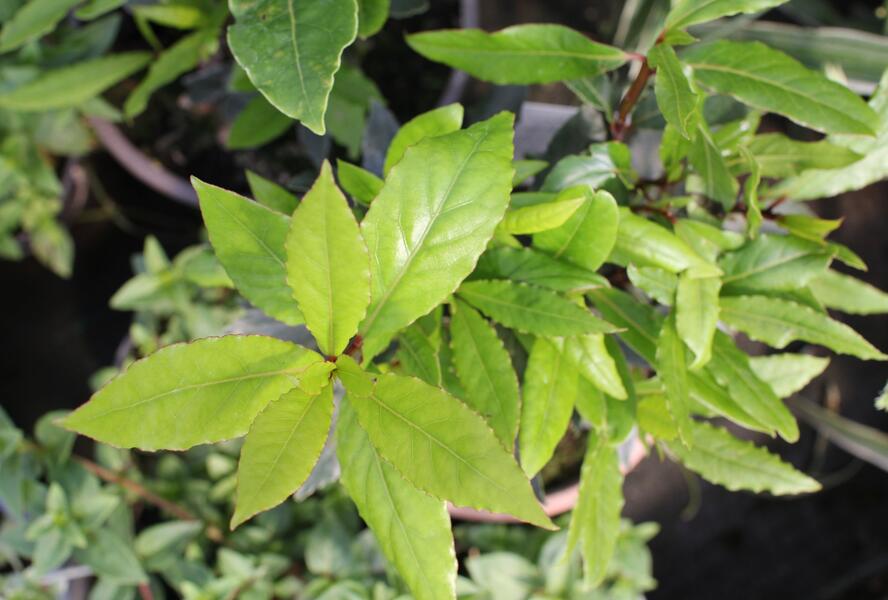 Vavřín vznešený - Laurus nobilis