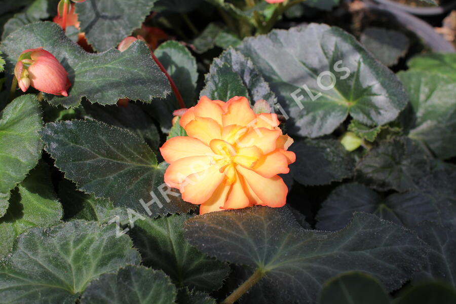 Begónie hlíznatá 'Illumination Golden Picotee' - Begonia tuberhybrida 'Illumination Golden Picotee'