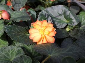 Begónie hlíznatá 'Illumination Golden Picotee' - Begonia tuberhybrida 'Illumination Golden Picotee'