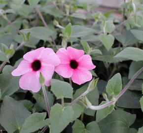 Smatavka, thunbergie křídlatá 'Sunny Susy Rose Sensation' - Thunbergia alata 'Sunny Susy Rose Sensation'