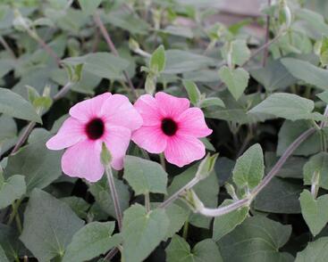 Smatavka, thunbergie křídlatá 'Sunny Susy Rose Sensation'