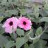 smatavka-thunbergie-kridlata-sunny-susy-rose-sensation.jpg