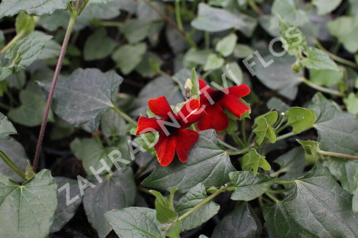 Smatavka, thunbergie křídlatá 'Sunny Susy Brownie' - Thunbergia alata 'Sunny Susy Brownie'