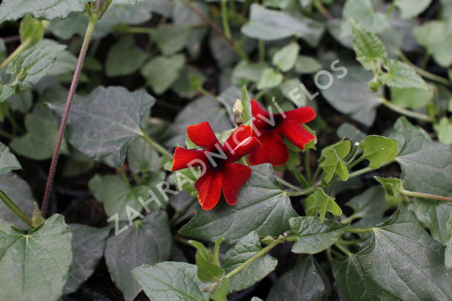 Smatavka, thunbergie křídlatá 'Sunny Susy Brownie' - Thunbergia alata 'Sunny Susy Brownie'