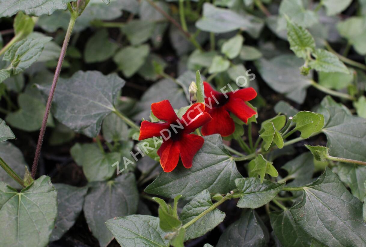 Smatavka, thunbergie křídlatá 'Sunny Susy Brownie' - Thunbergia alata 'Sunny Susy Brownie'