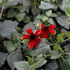 Smatavka, thunbergie křídlatá 'Sunny Susy Brownie' - Thunbergia alata 'Sunny Susy Brownie'