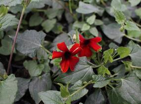 Smatavka, thunbergie křídlatá 'Sunny Susy Brownie' - Thunbergia alata 'Sunny Susy Brownie'