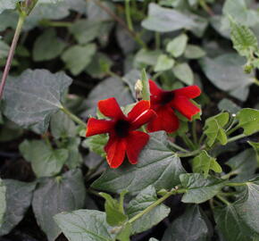 Smatavka, thunbergie křídlatá 'Sunny Susy Brownie' - Thunbergia alata 'Sunny Susy Brownie'