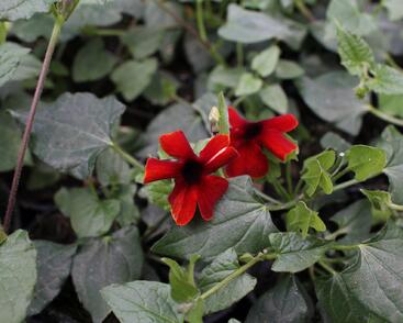 Smatavka, thunbergie křídlatá 'Sunny Susy Brownie'