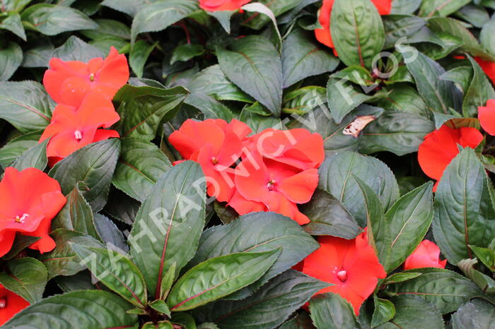 Netýkavka 'Magnum Fire' - Impatiens Neu Guinea 'Magnum Fire'