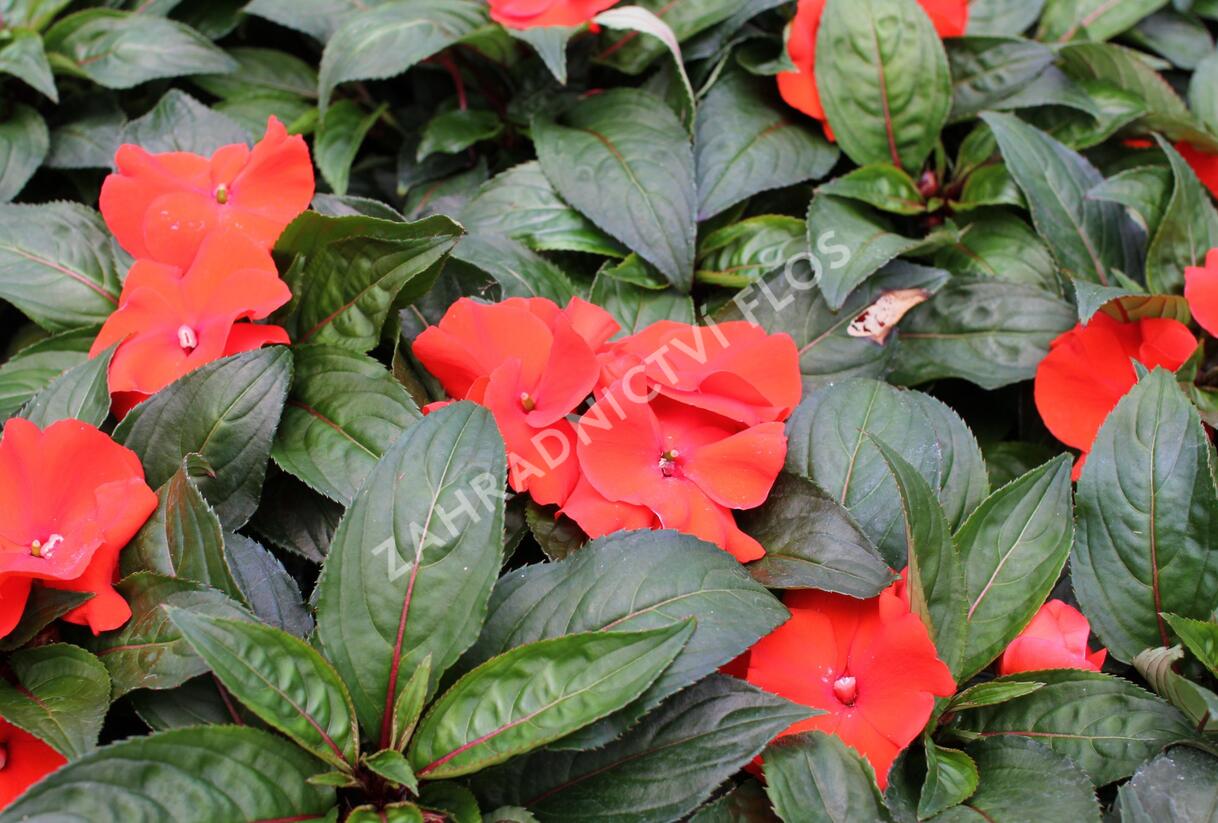 Netýkavka, balzamína 'Magnum Fire' - Impatiens Neu Guinea 'Magnum Fire'