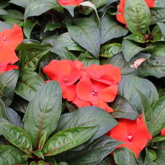 Netýkavka 'Magnum Fire' - Impatiens Neu Guinea 'Magnum Fire'