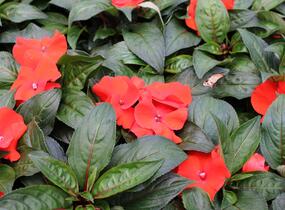 Netýkavka, balzamína 'Magnum Fire' - Impatiens Neu Guinea 'Magnum Fire'