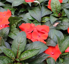 Netýkavka 'Magnum Fire' - Impatiens Neu Guinea 'Magnum Fire'