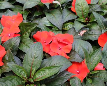 Netýkavka, balzamína 'Magnum Fire'