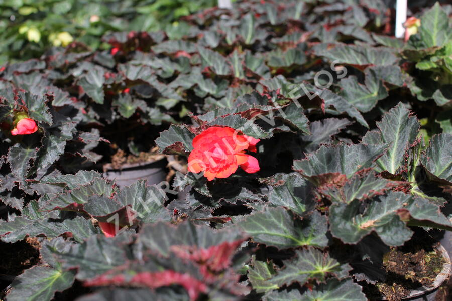 Begónie 'I'conia Portofino Coral' - Begonia 'I'conia Portofino Coral'