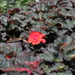 Begónie 'I'conia Portofino Coral' - Begonia 'I'conia Portofino Coral'