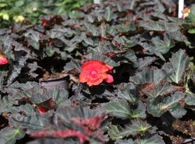Begónie 'I'conia Portofino Coral' - Begonia 'I'conia Portofino Coral'