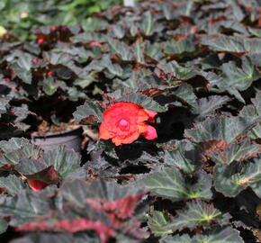 Begónie 'I'conia Portofino Coral' - Begonia 'I'conia Portofino Coral'