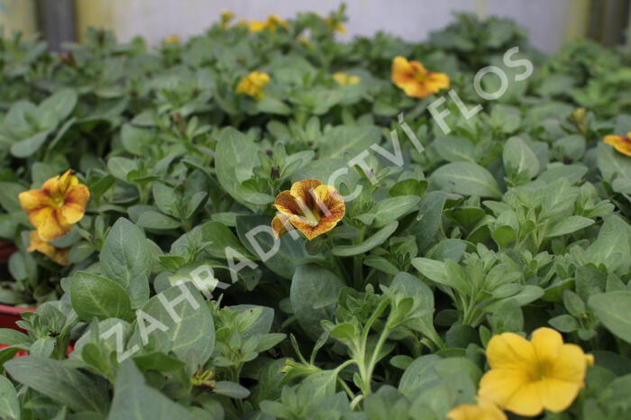 Petúnie 'Petchoa BeautiCal Caramel Yellow' - Petunia hybrida 'Petchoa BeautiCal Caramel Yellow'