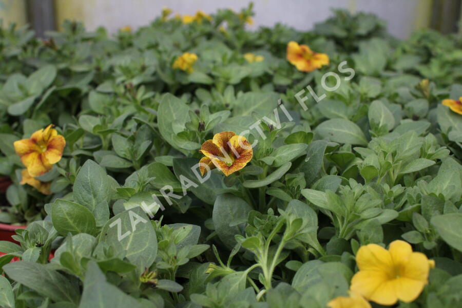 Petúnie 'Petchoa BeautiCal Caramel Yellow' - Petunia hybrida 'Petchoa BeautiCal Caramel Yellow'