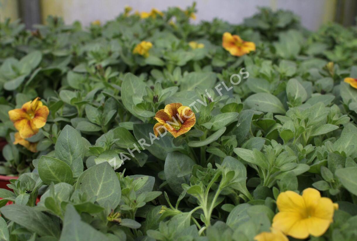 Petúnie 'Petchoa BeautiCal Caramel Yellow' - Petunia hybrida 'Petchoa BeautiCal Caramel Yellow'