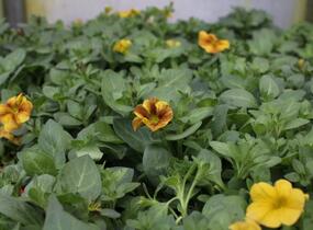 Petúnie 'Petchoa BeautiCal Caramel Yellow' - Petunia hybrida 'Petchoa BeautiCal Caramel Yellow'